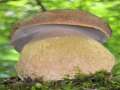Boletus&nbsp;reticulatus&nbsp;-&nbsp;Sommersteinpilz&nbsp;-&nbsp;Bad Helmstedt